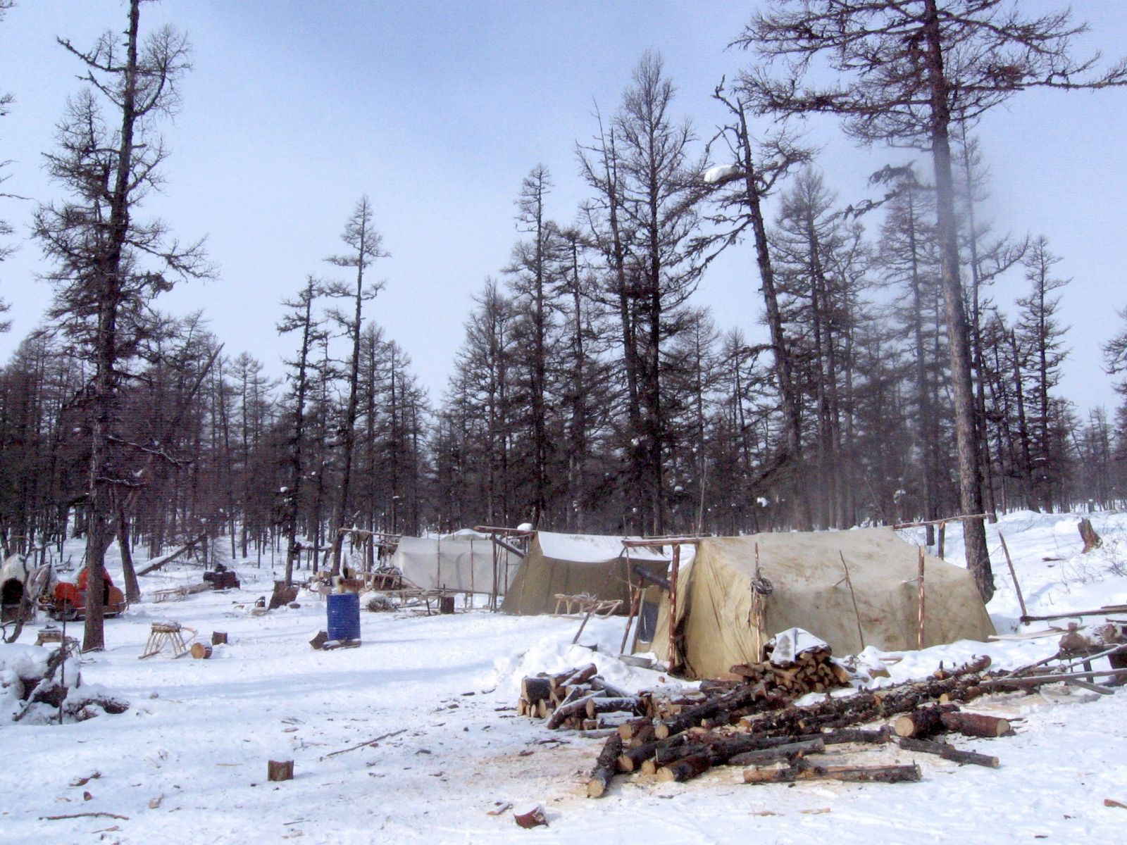Firewood is being prepared in a spring Evenki camp within the taiga forest. Credit: SnowChange