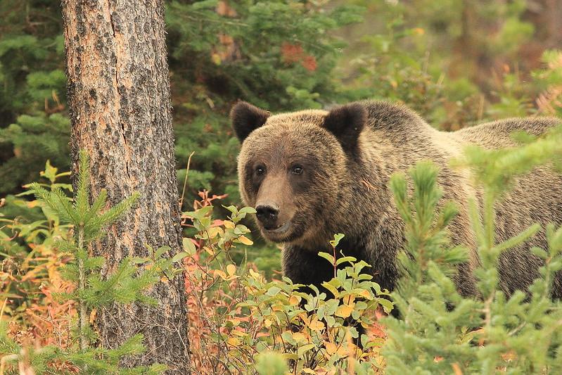 “Grizzly Bear.” Bridger-Teton National Forest. Flicker Creative Commons, no known copyright