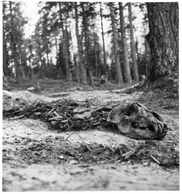 Swedish Bear Burial with Bones arranged in Anatomical order, 18th century. Photographer Björn&lt;br /&gt; Allard, courtesy Swedish National Heritage Board