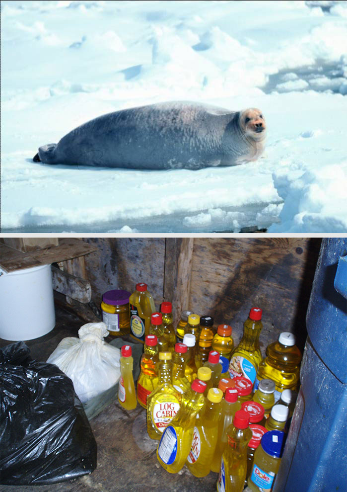 bearded seal and oil