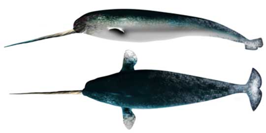 Narwhal top and side views
