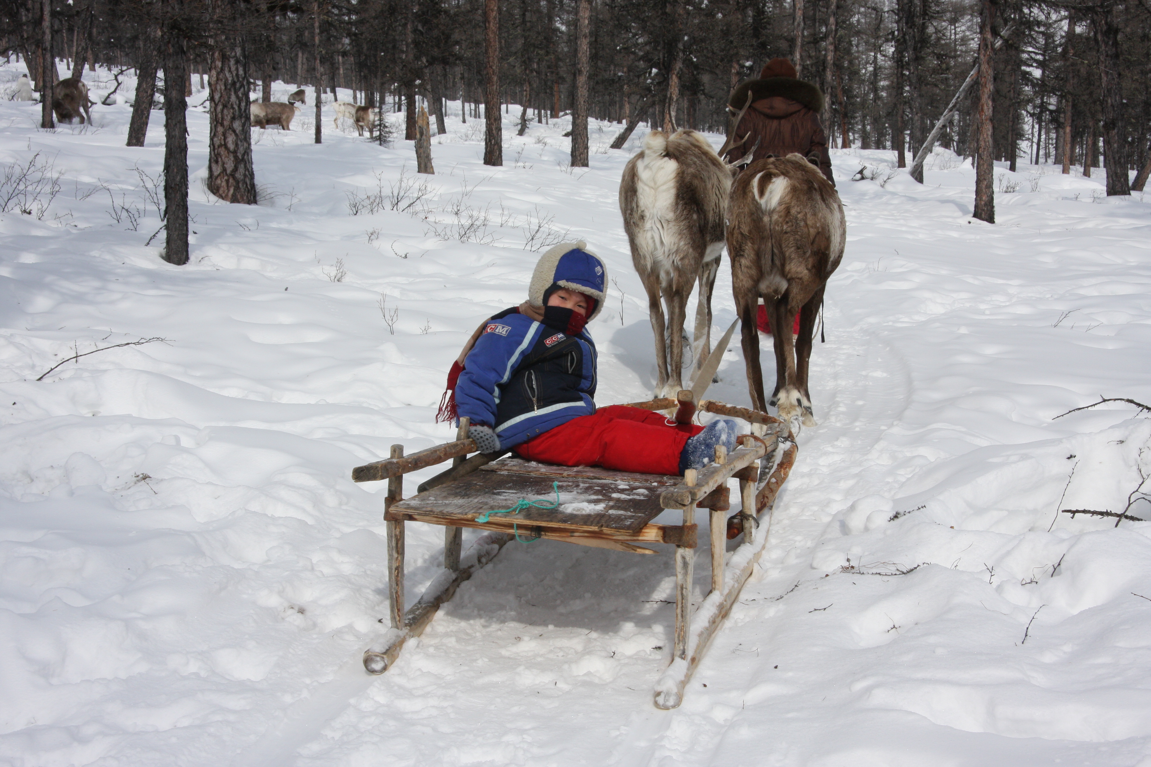 Reindeer pull a sled with an Evenki child through the taiga.