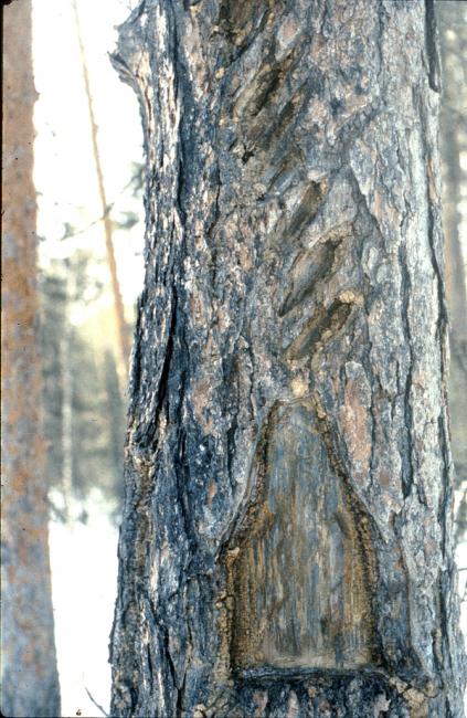 Khanty tree marking successful bear hunt. Photo by Andrew Wiget