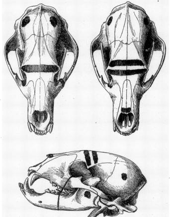Eastern Cree Preserved Painted Bear Skulls. Skinner, A., 1912. Notes on the eastern Cree and northern Saulteaux (Vol. 9, No. 1-2). American Museum of Natural History, p. 70