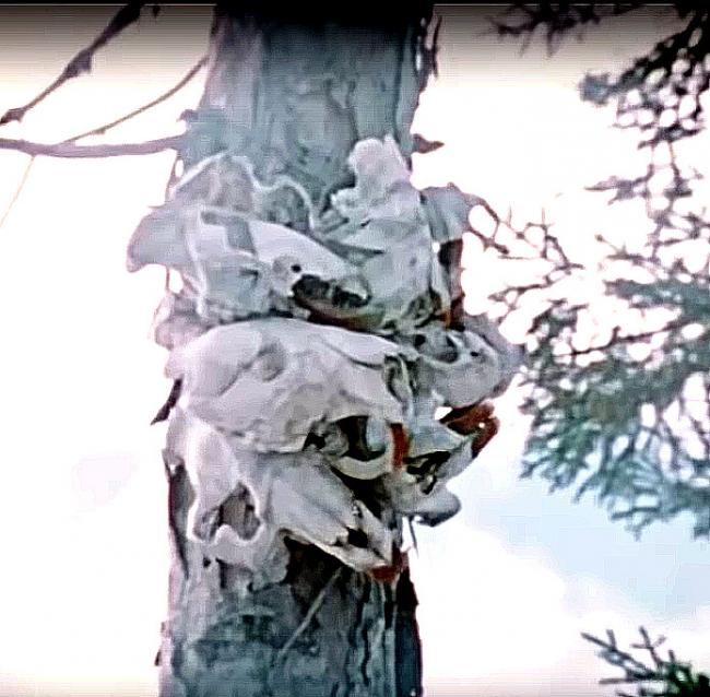 Bear Skulls on Tree (21:48) From the film “The Cree Hunters of Mistassini” (1974). Used with&lt;br /&gt; Permission of The National Film Board of Canada