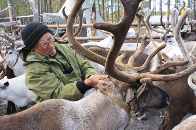 Working with reindeer. A. A. Yernikov Family Settlement. Photo by D Yernikov, used with permission.