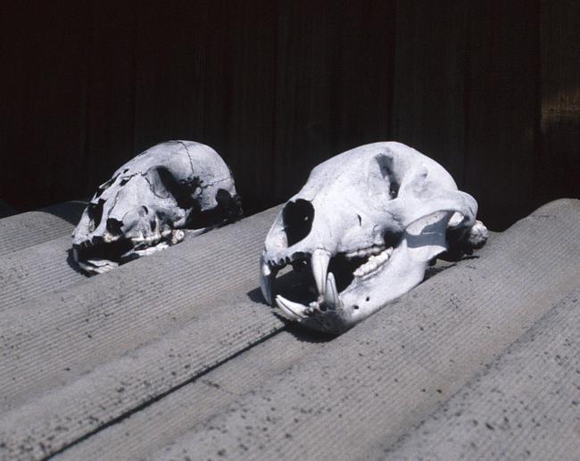 E. Khanty Disposition of Bear Skulls on Roof. Photo by Andrew Wiget